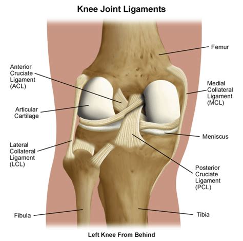 The femur, patella, tibia and fibula, in addition to the major ligaments of the knee joint. Lower Extremity Anatomy: Parts and Functions | New Health Advisor