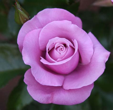 Ht Barbra Streisand Beautiful Rose Flowers Hybrid Tea Roses
