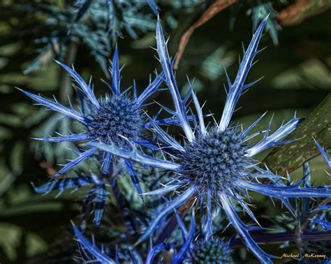 Iridescent blue flowers and silver leaves make this a stunner in the perennial border or container garden. Plant Sea Holly (Eryngium) and You'll Be Happy to Have the ...