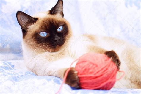 Siamese Cat Playing On The Blue Fabric — Stock Photo © Anmfoto 2591065