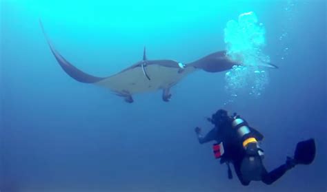 Amazing Manta Ray Rescue Scuba Diving Buzz