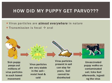 It can be transmitted by any person, animal or object that comes in contact with an infected dog's feces. How to Treat Parvovirus In Dogs | Average Parvo Treatment ...