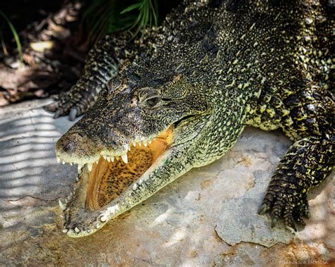 Cuban Crocodile Crocodylus Rhombifer Crocodile Cuban Zoo