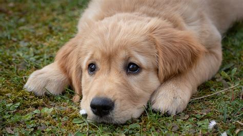 Closeup View Of Sad Look Of Dog Puppy Face Hd Dog Wallpapers Hd