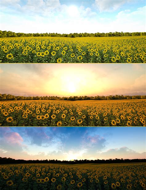 Sunflower Fields 8k Iray HDRIs Daz 3D