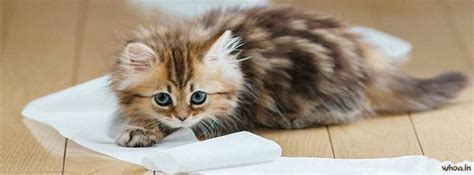 Cute Cat Kitten Facebook Cover 4