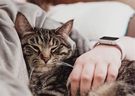 5 Reasons Your Cat Sleeps With You Is It A Good Idea