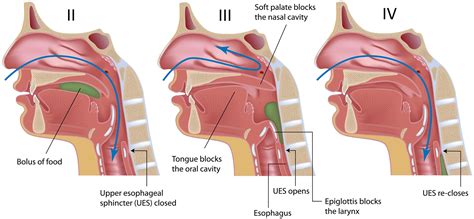 Normal Swallowing Tracheostomy Education