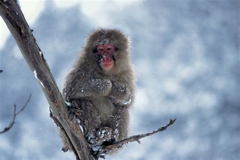 Japanese Macaque Primate Britannica