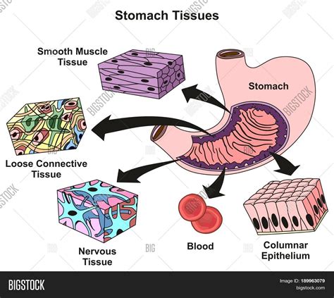 Stomach Tissues Types Image And Photo Free Trial Bigstock