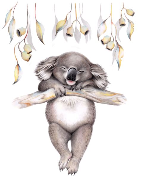 Sally Howell Koala Drawing Koala Illustration Animal Drawings