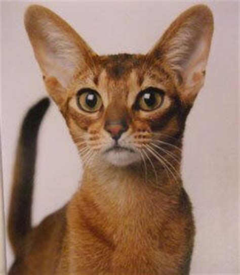 It's free to post an ad. Abyssinian Cat Breeders - Abyssinian Kittens for sale