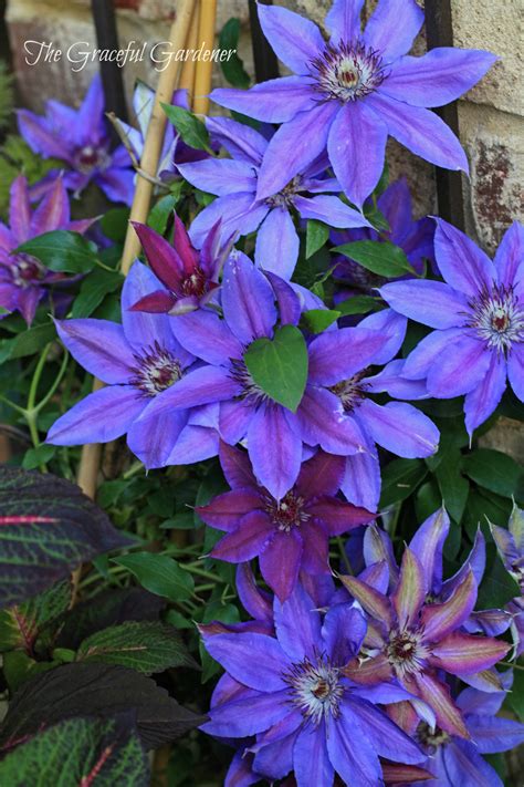 Free shipping on selected items. Clematis | Clematis plants, Flowering vines, Clematis