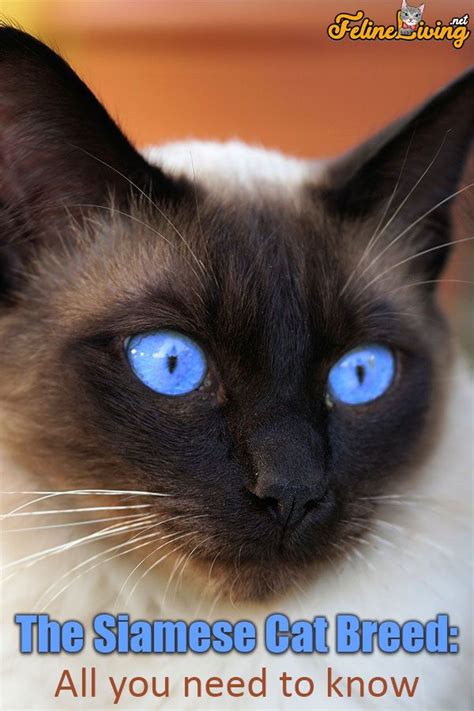 Siamese Cats Cat Breeds Cats