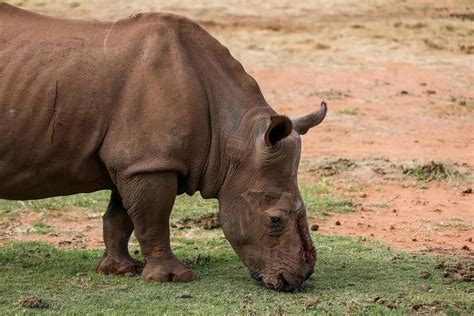 Rhino Poaching In South Africa Rises For First Time In 7 Years The
