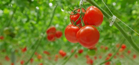 Organic Tomatoes On The Vine | Nature Fresh Farms