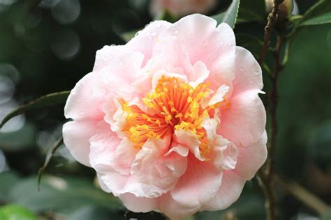 They are often a sign of honor for loved ones loss, and that's why we frequently see white flowers during funearl services. Camellia Flower Meaning - Flower Meaning