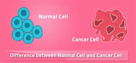 How Do Cancer Cells Differ From Normal Cells Life Cycle Blog