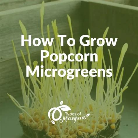 How To Grow Microgreens Types Of Microgreens