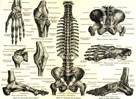 Anatomy Wallpaper Hd 63 Images