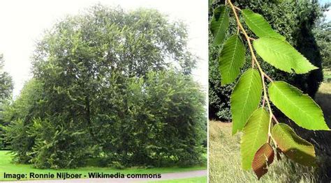 14 Types Of Elm Trees And How To Identify Them 2022