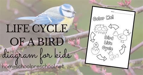 Printable Diagram Of The Life Cycle Of A Bird For Preschool