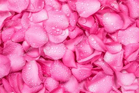 Premium Photo The Fresh Pink Rose Petal Background With Water Rain Drop