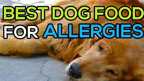 Puppies develop food allergies more frequently than inhalant allergies. Best dog food for skin allergies. Top 5 best dog food for ...