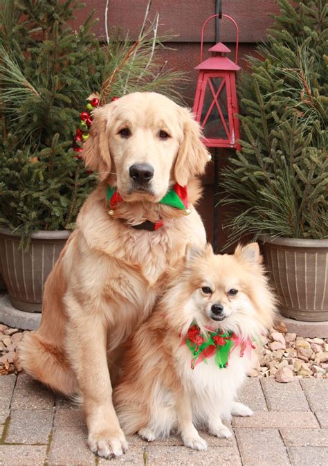 Together Wishing A Merry Christmas Pomeranian And Golden