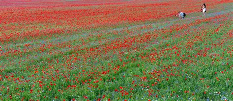 Poppies In Bloom Castellucio Umbria Italy Ivan Pesic Flickr