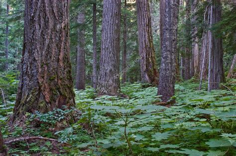 Coastal Pacific Northwest Forest — Stock Photo © Eppic
