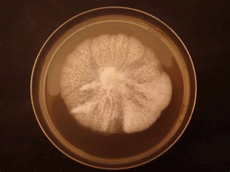 M08 00 Gliocladium Catenulatum Mycelia