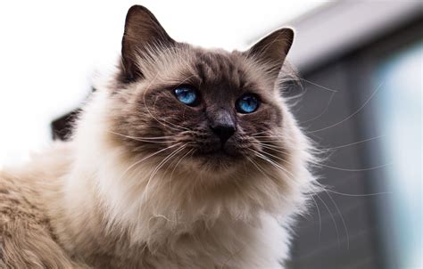 Обои кошка кот взгляд морда фон портрет голубые глаза пушистая