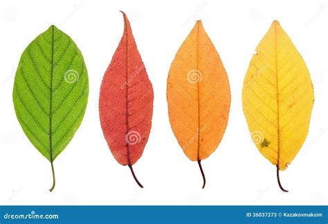 Yellowing Leaf Stage Stock Photos Image 36037273