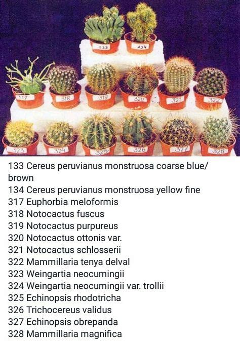 100 Ideas De Nombres De Cactus Nombres De Cactus Cactus Y