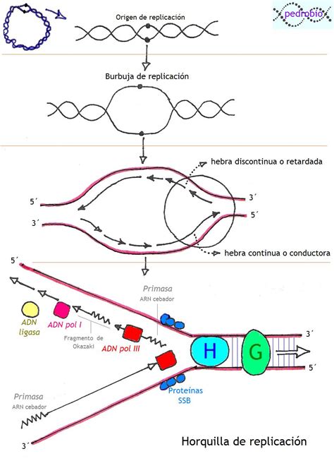 BIOLOGÍA º Bachillerato Replicación del ADN en procariotas