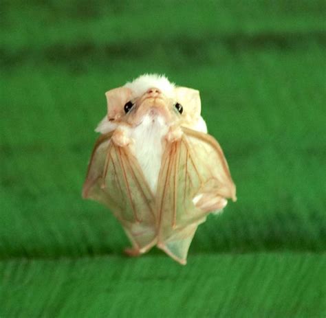 Baby Honduran White Bat Aww