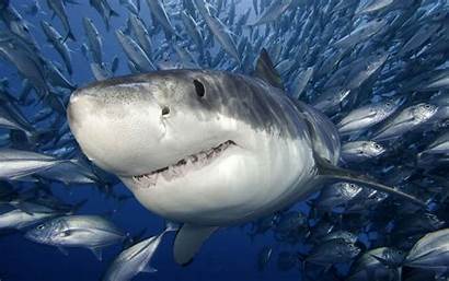 Shark Wallpapers Animal Sharks Resolution Killer Sea
