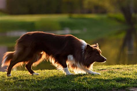 Rough And Smooth Coat Border Collies What You Need To Know Bordercolliehealth