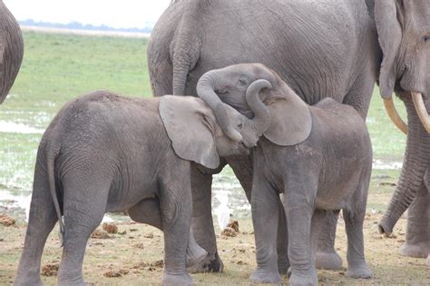 Nonton movie online subtitle indonesia film bioskop online, koleksi film ganool movie. Poaching behind worst African elephant losses in 25 years - IUCN report | IUCN