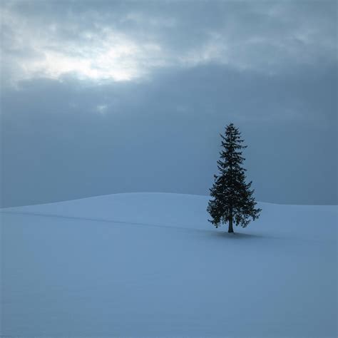 Lone Pine Tree In The Snow Biei Hokkaido Japan Photograph By Cavan