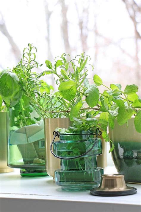Growing Herbs And Microgreens Indoor With Images Growing