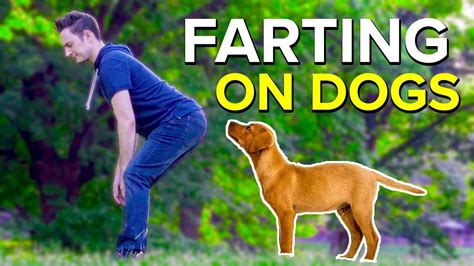 Can Dogs See Farts