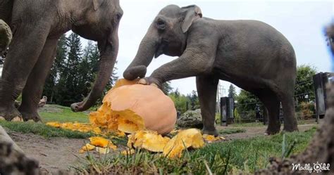 Elephants Cheerfully Smashing Giant Pumpkins Madly Odd