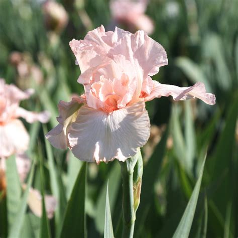 Pink Reblooming Bearded Iris Pink Attraction Rhizome For Sale Easy