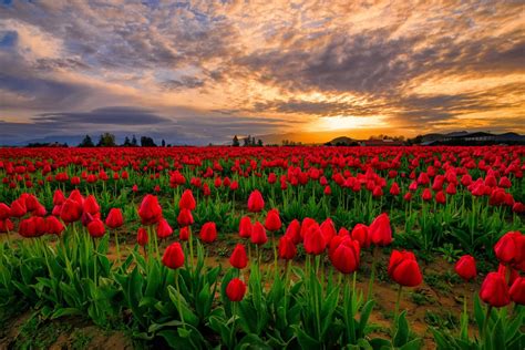 Red Tulip Field At Sunset Hd Wallpaper Background Image