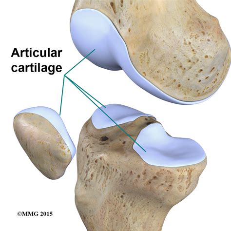 Physical Therapy In Columbia For Knee Anatomy