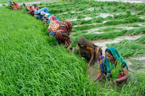 In India Mobile Apps Are Transforming Agriculture Modern Farmer