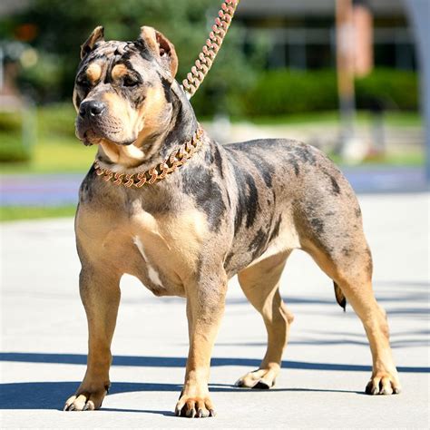 To all this, we also enclose the veterinary certificate, certifying the good. Huge Pitbull Puppies for sale. Blue Nose Pitbulls, Merle ...