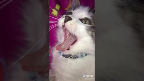 أجمل صوت القطط Youtube